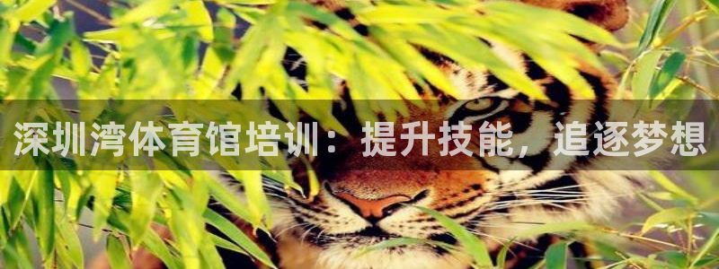 尊龙新版app首页：深圳湾体育馆培训：提升技能，追逐