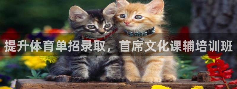 尊龙ag旗舰厅手机版：提升体育单招录取，首席文化课辅